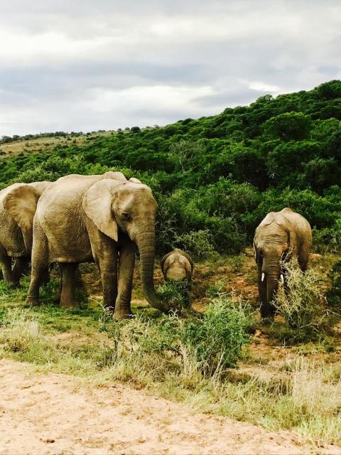 Manada de Elefantes composta por fêmeas e crias no Addo Elephant National Park, Port Elizabeth, Eastern Cape, África do Sul.