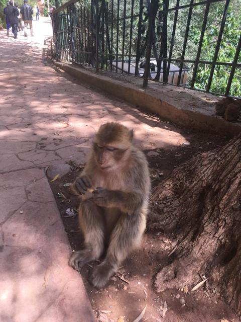 Macaco em Ouzoud