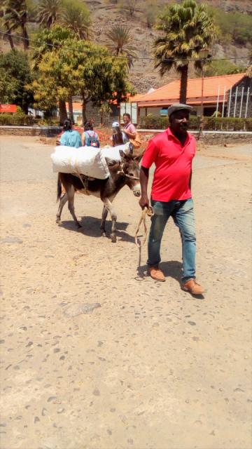 Homem conduz burro com carga