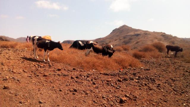 Vacas pastam no meio de uma paisagem árida