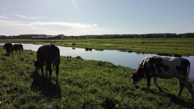 Pastagens e vacas em Groene Hart, perto de Delft, nos Países Baixos.