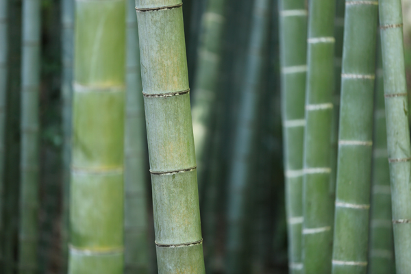 Bambu (material construtivo sustentável).
