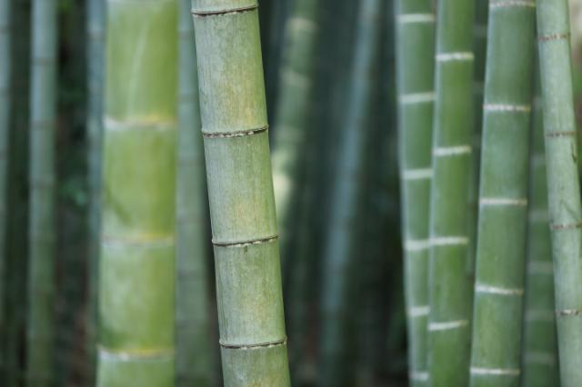 bambu (material construtivo sustentável)